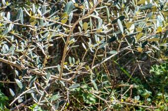 Ruta de les Oliveres Centenàries. Ullastrell