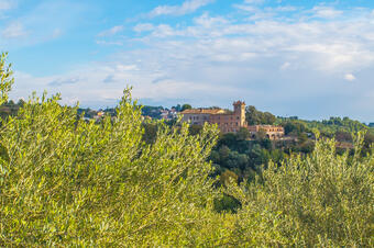 Ruta de les Oliveres Centenàries. Ullastrell.