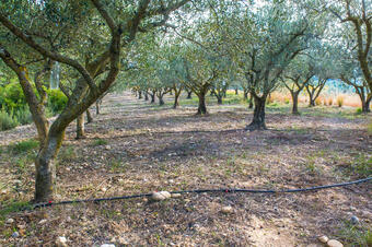 Ruta de les Oliveres Centenàries. Ullastrell.