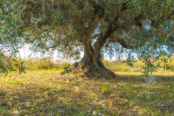 Ruta de les Oliveres Centenàries. Ullastrell.