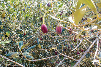 Ruta de les Oliveres Centenàries. Ullastrell