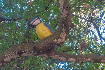 Ruta dels Ocells al Parc de la Llorita. Llavaneres