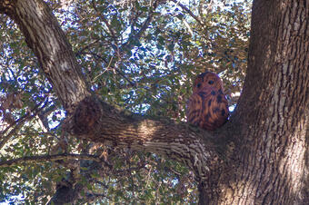 Ruta dels Ocells al Parc de la Llorita. Llavaneres