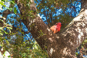 Ruta dels Ocells al Parc de la Llorita. Llavaneres