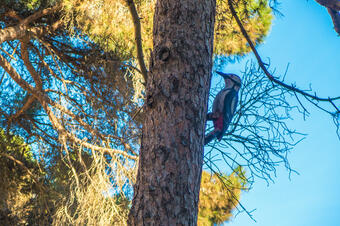 RUTA DELS OCELLES AL PARC DE LA LLORITA. LLAVANERES