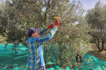 Ruta de les Oliveres Centenàries. Ullastrell