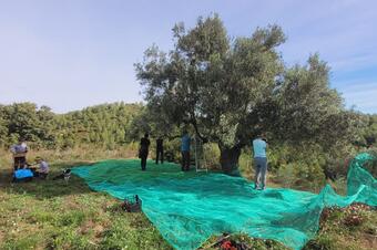 Ruta de les Oliveres Centenàries. Ullastrell