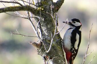 RUTA DELS OCELLES AL PARC DE LA LLORITA. LLAVANERES