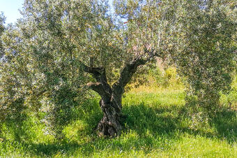 Ruta de les Oliveres Centenàries. Ullastrell.