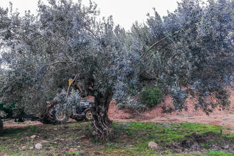 Ruta de les Oliveres Centenàries. Ullastrell.