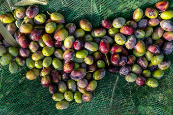 Ruta de les Oliveres Centenàries. Ullastrell