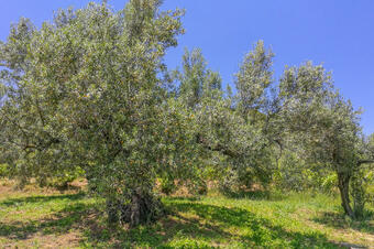 RUTA DE LES OLIVERES CENTENÀRIES. ULLASTRELL
