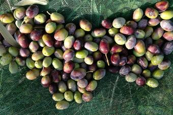 Ruta de les Oliveres Centenàries. Ullastrell.