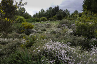 Rutes natura a Calders
