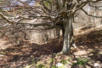 Rutes El Brull