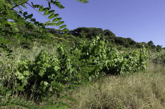 Rutes a St. Maria de Martorelles