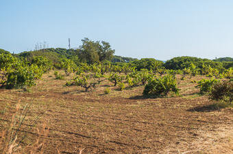 Ruta Passeig Marquès de Casa Riera. Sant Vicenç de Montalt.