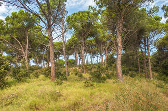 RUTA ROCS DE MORO. SANT VICENÇ DE MONTALT