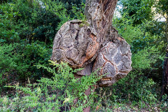 Ruta-Joc dels Bosc i la Pagesia. Vallgorguina