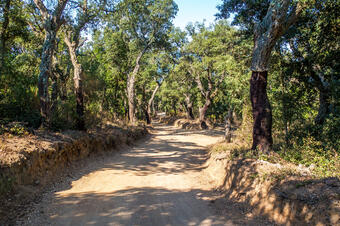 Ruta-Joc dels Bosc i la Pagesia. Vallgorguina