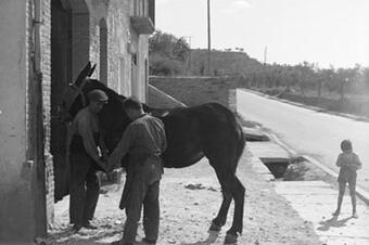 Un nen mira com ferren el cavall, 1931.