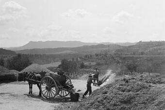 Adobant els camps amb fems, 1931.
