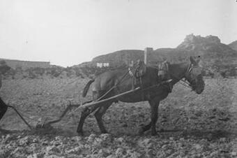 Llaurant amb el mul sota la mirada del castell, 1929.