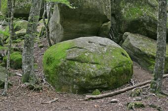 Foto: Alberto-g-rovi, CC BY 3.0, via Wikimedia Commons Blocs de les Roques Encantades al bosc, Sant Feliu de Pallerols