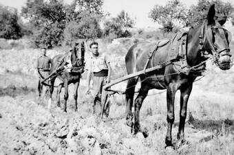 Memòria en ruta al Catllar – Llaurant amb els animals, cap al 1950