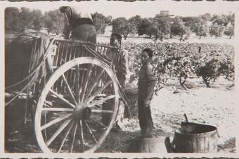 Memòria en ruta al Catllar – Carregant les portadores de la verema, cap al 1950