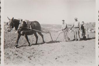 Memòria en ruta al Catllar – Sembrant amb la mula, cap al 1950