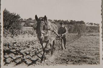 Memòria en ruta al Catllar – Llaurant la vinya amb l'animal, cap al 1950