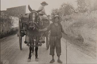 Memòria en ruta al Catllar – El carro de la verema estirat per la mula, cap al 1950