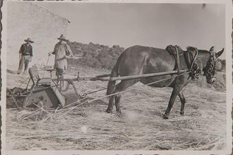 Memòria en ruta al Catllar – Trillant a l'era amb la mula, cap al 1950