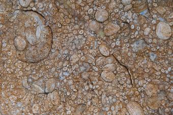 Aquests fòssils que es troben al terra tenen forma de llenties. Són de l'època del terciari, de fa 65 milions d'anys.Sant Martí de Llémena - Puig de Lena - Cingle de Sant Roc.