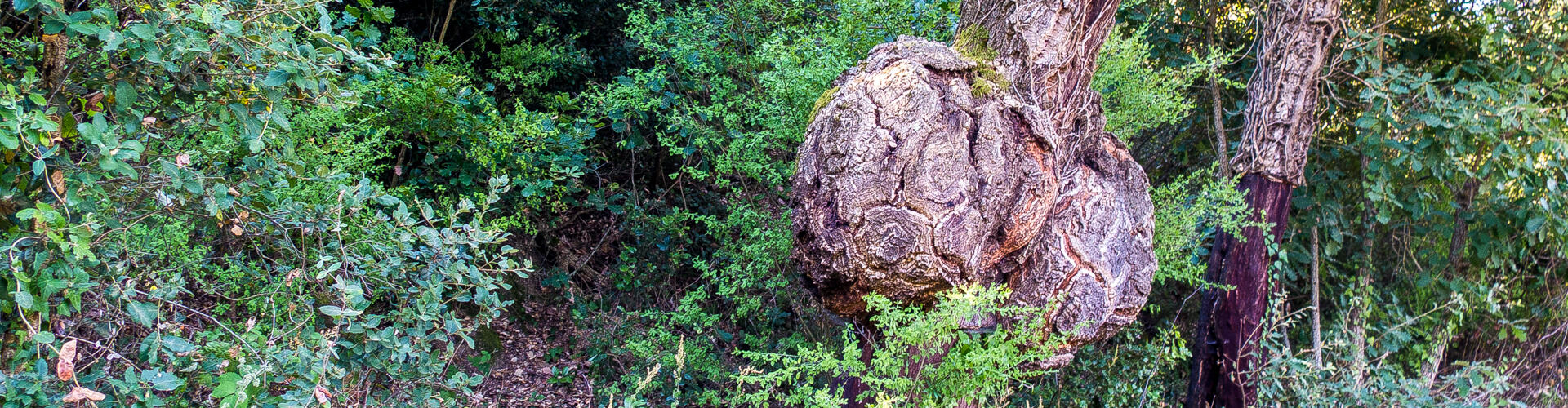 RUTA-JOC DEL BOSC I LA PAGESIA. VALLGORGUINA