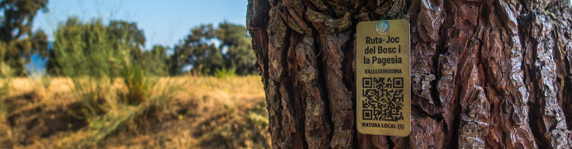 RUTA-JOC DEL BOSC I LA PAGESIA. VALLGORGUINA