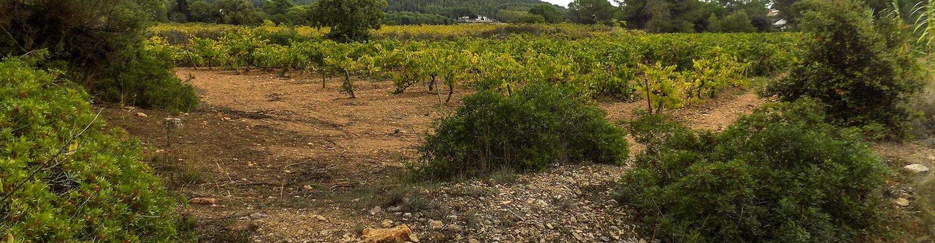 Vinyes a la plana de can Sadurní