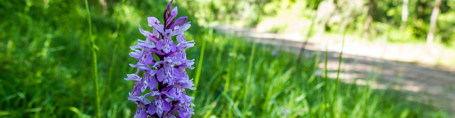 Orquídia tacada a la Ruta de les Fonts de l'Estany