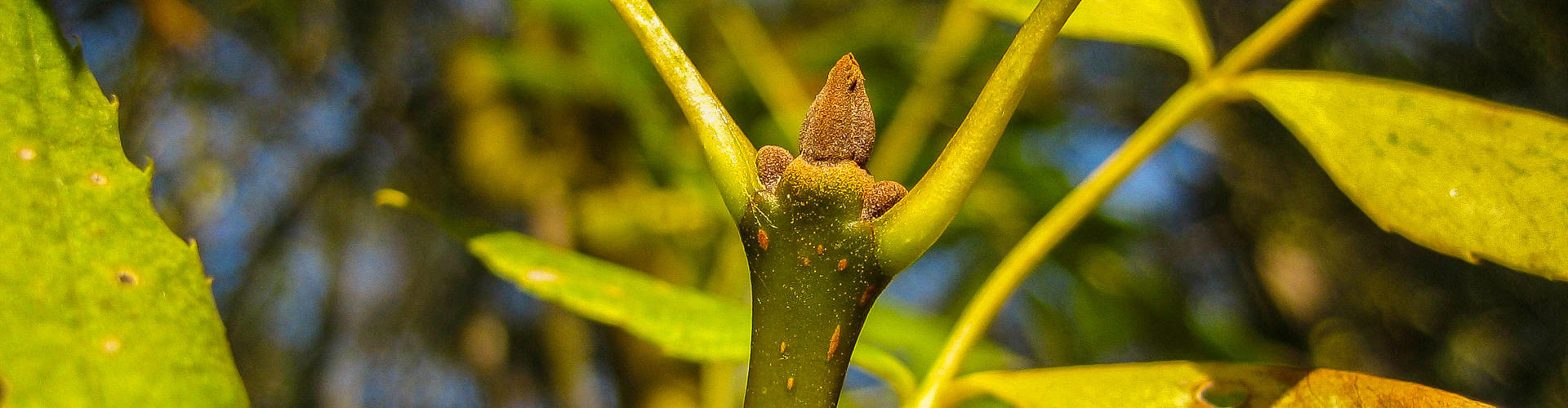 Freixe de fulla estreta (Fraxinus angustifolia).