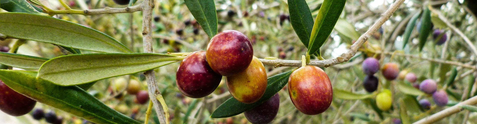 Olives arbequines