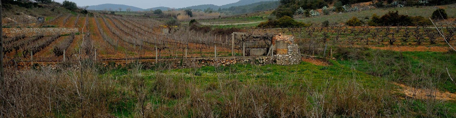 Sector de vinyes a les Pereres