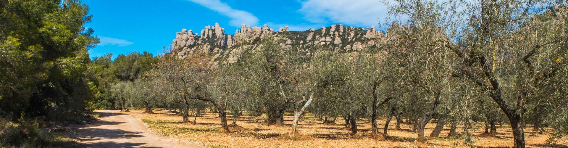 Camps d'oliveres als peus de la muntanya de Montserrat. El Bruc.