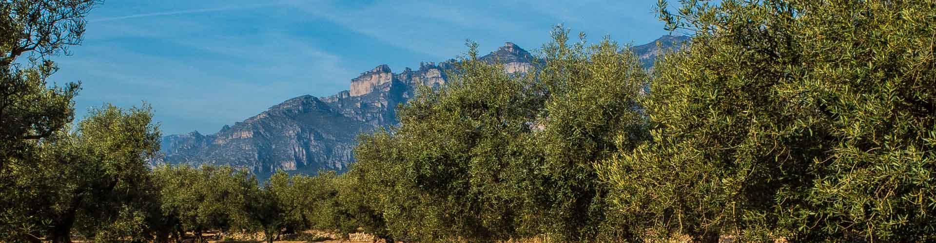 Camps d'oliveres a Roquetes